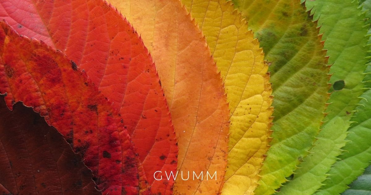 Autumn DIGI Downloads